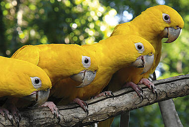 Vogelpark in Foz do Iguacu