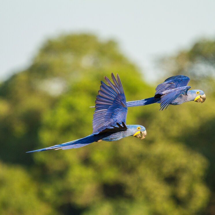 Zwei Hyazinth-Aras im Pantanal im Flug vor grünem Hintergrund mit ausgebreiteten Flügeln