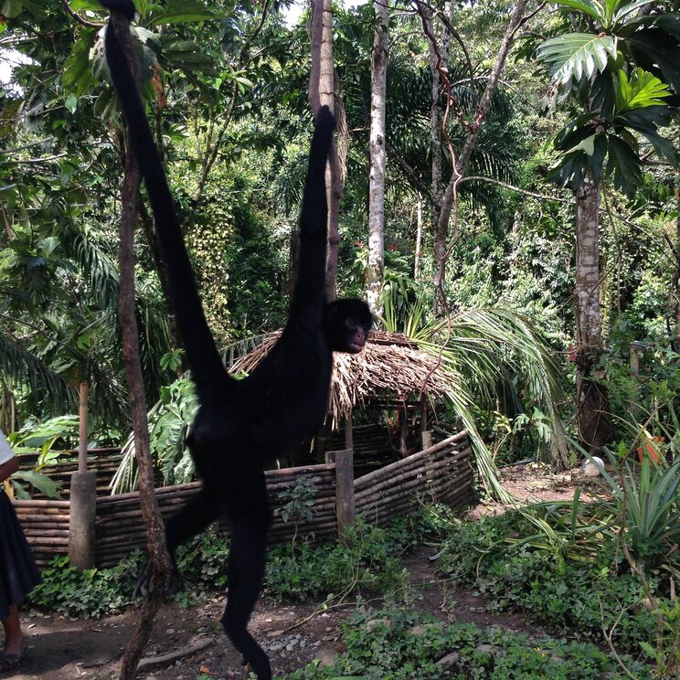 Affen in Boca Manu - Expeditionsreise Amazonas von Gateway Lateinamerika