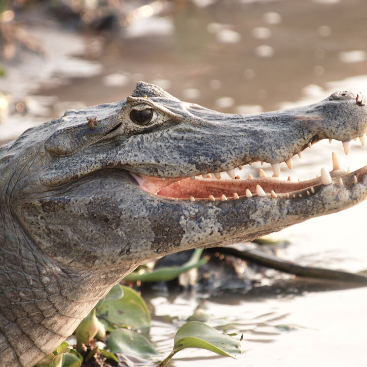 Ein Kaiman entspannt am Ufer unweit der Pousada do Rio Mutum im Pantanal, Brasilien.