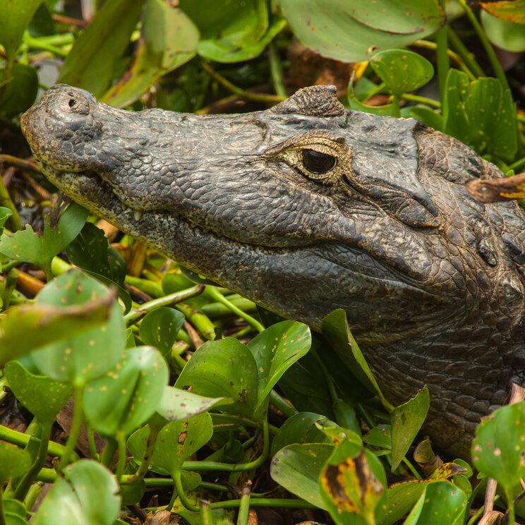 Kaiman im Pantanal zwischen dichter Wasserpflanzenvegetation mit sichtbarer Schuppenstruktur und aufmerksamem Blick