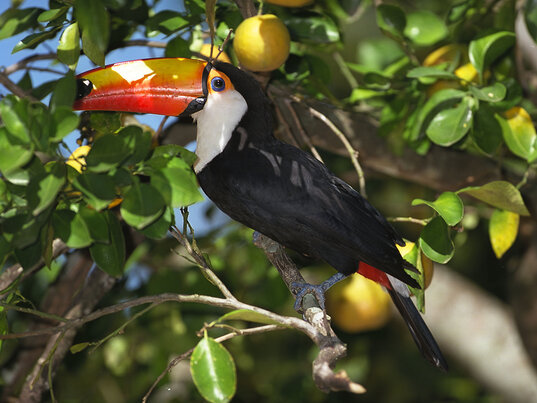 Ein Tukan mit einem leuchtend orangefarbenen Schnabel sitzt auf einem Ast in einem Baum, umgeben von grünen Blättern und gelben Früchten.