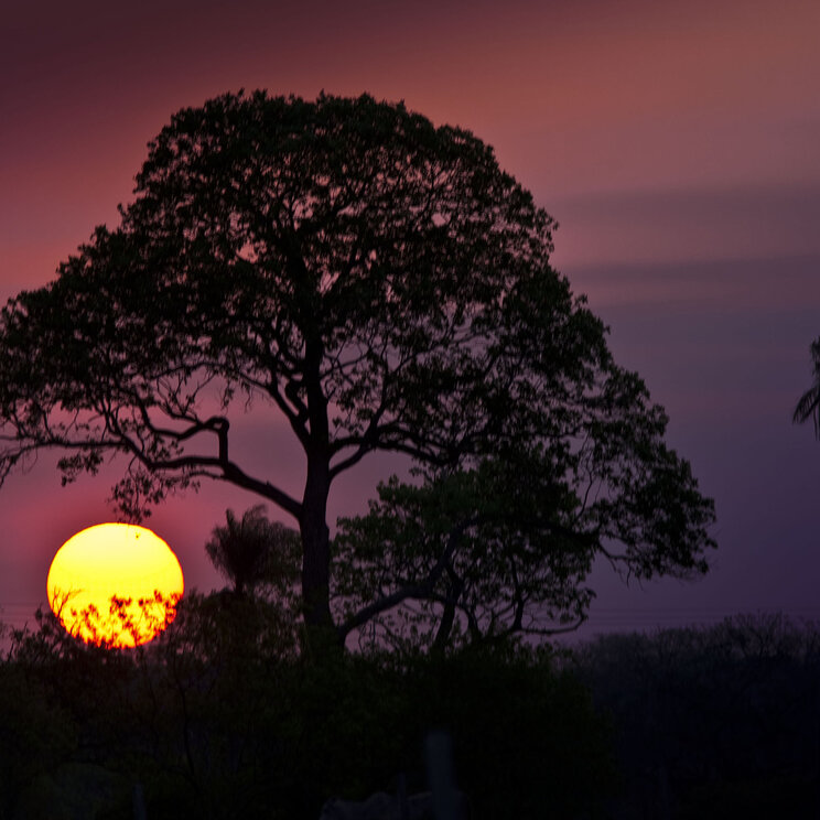 Sonnenuntergang im Refúgio Ecológico Caiman im Pantanal, Brasilien, mit silhouettierenden Bäumen und einem beeindruckenden Farbenspiel am Himmel.
