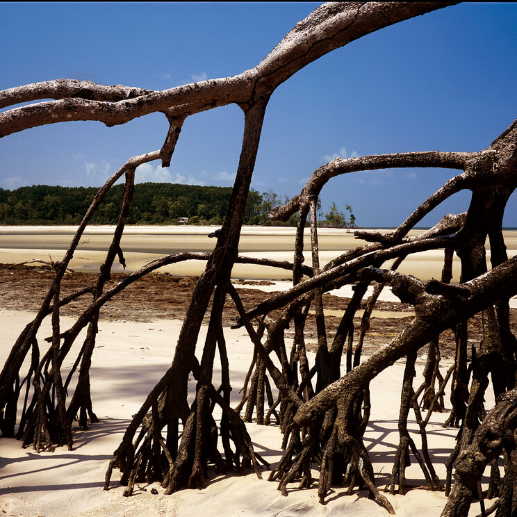 Die Luftwurzeln von Mangroven auf Ilha de Marajó erstrecken sich elegant über das Wasser und die Strände.
