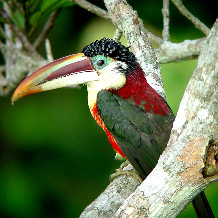 Ein Aracari sitzt lebhaft in einem Baum, seine leuchtenden Farben und markanten Muster heben sich eindrucksvoll gegen das dichte grüne Blattwerk ab.