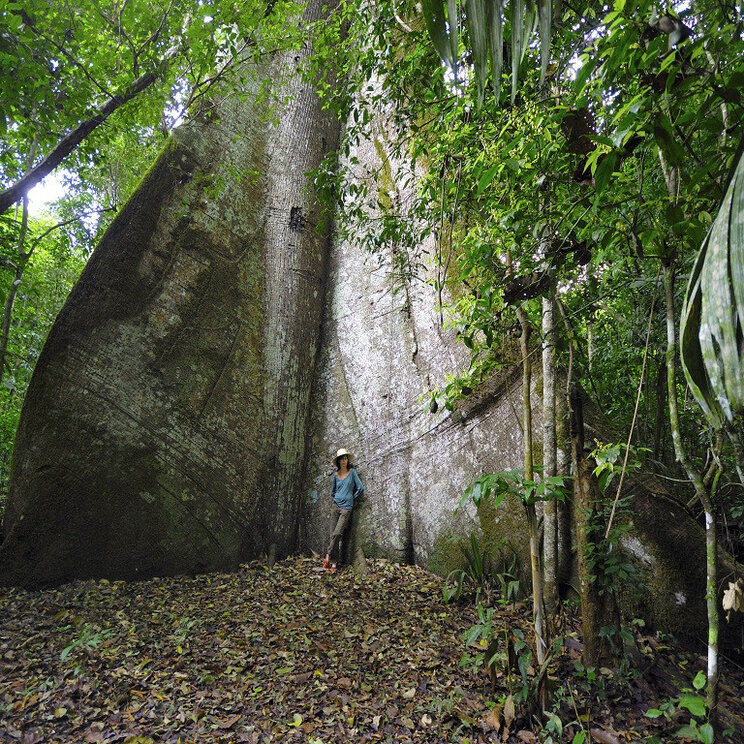 Riesiger Baum im dichten Regenwald des Tapajós-Gebiets während einer Amazon Dream Cruise bei Santarém und Alter do Chão, Brasilien.