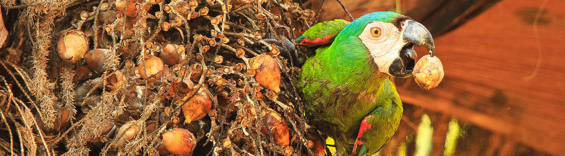 Ein Kastanienara, Ara severus, sitzt in den Ästen eines Baumes im Pantanal, Brasilien.