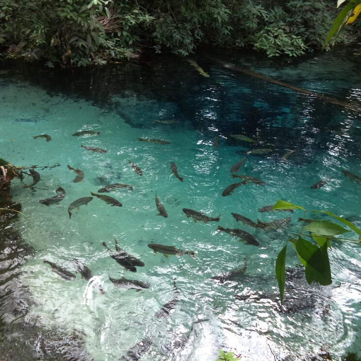 Kristallklares Wasser mit Fischen in Nobres, Brasilien, während einer Mietwagentour zur Chapada dos Guimarães.